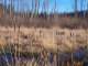 Cattails in the wetlands
